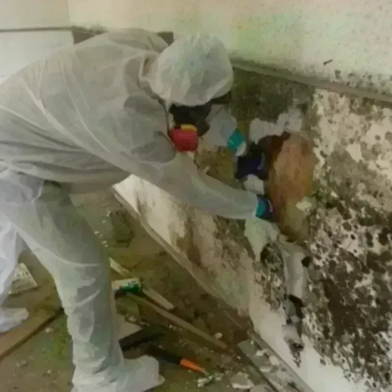 Mold Remediation and Removal in Crawford County, IL